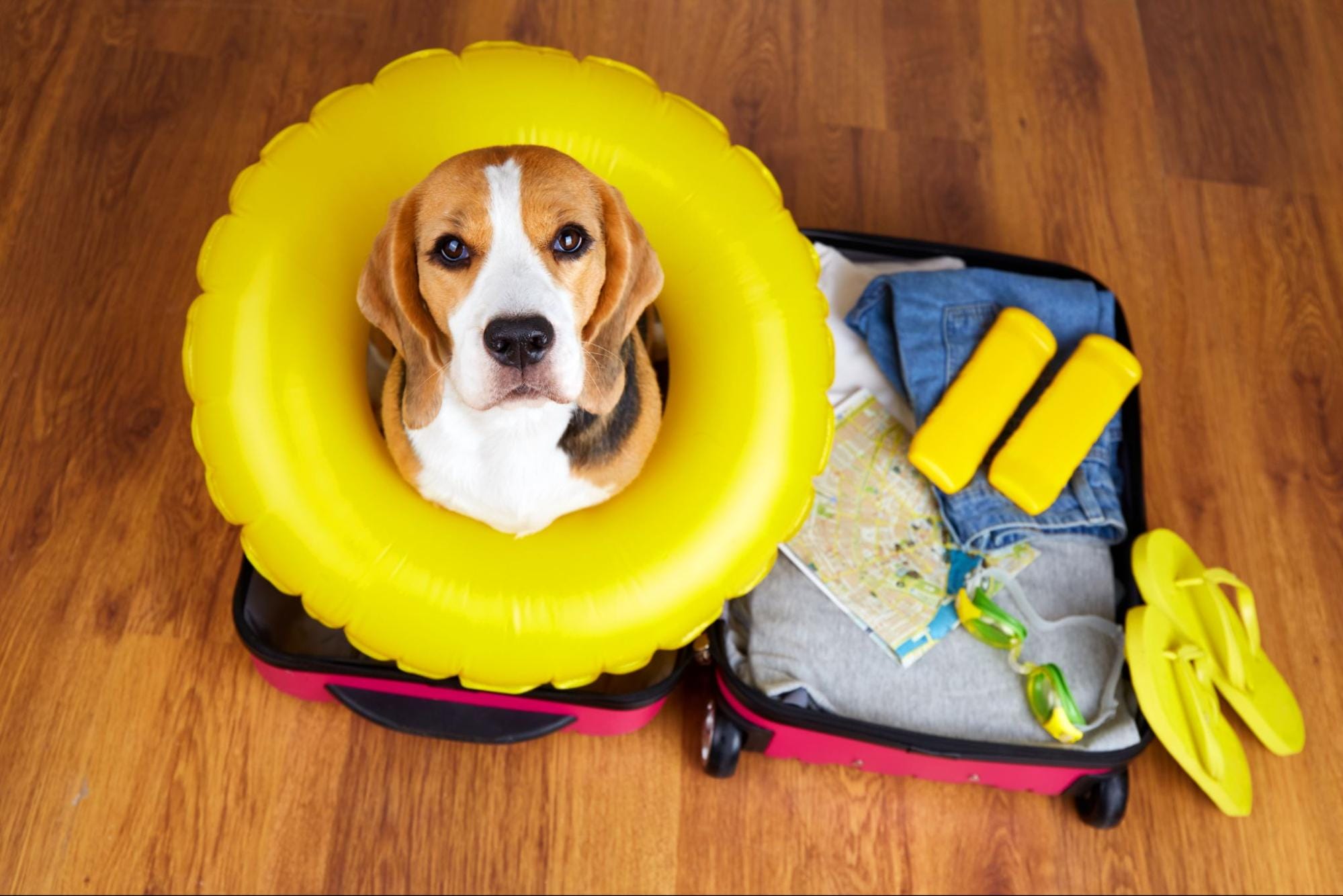 the-ultimate-guide-to-preparing-your-pup-for-boarding-the-hound-hq